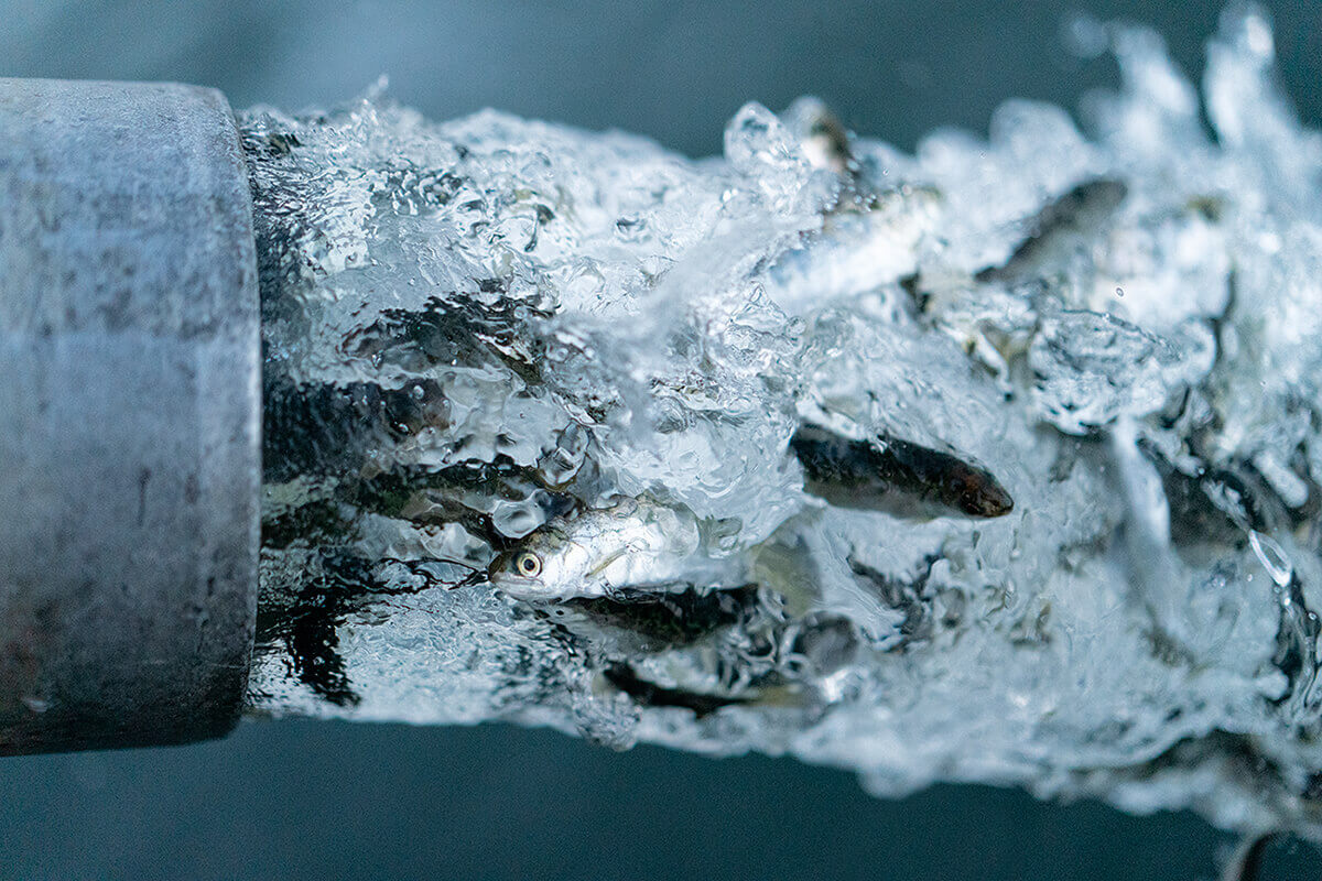 patagonia artifishal environmental case study