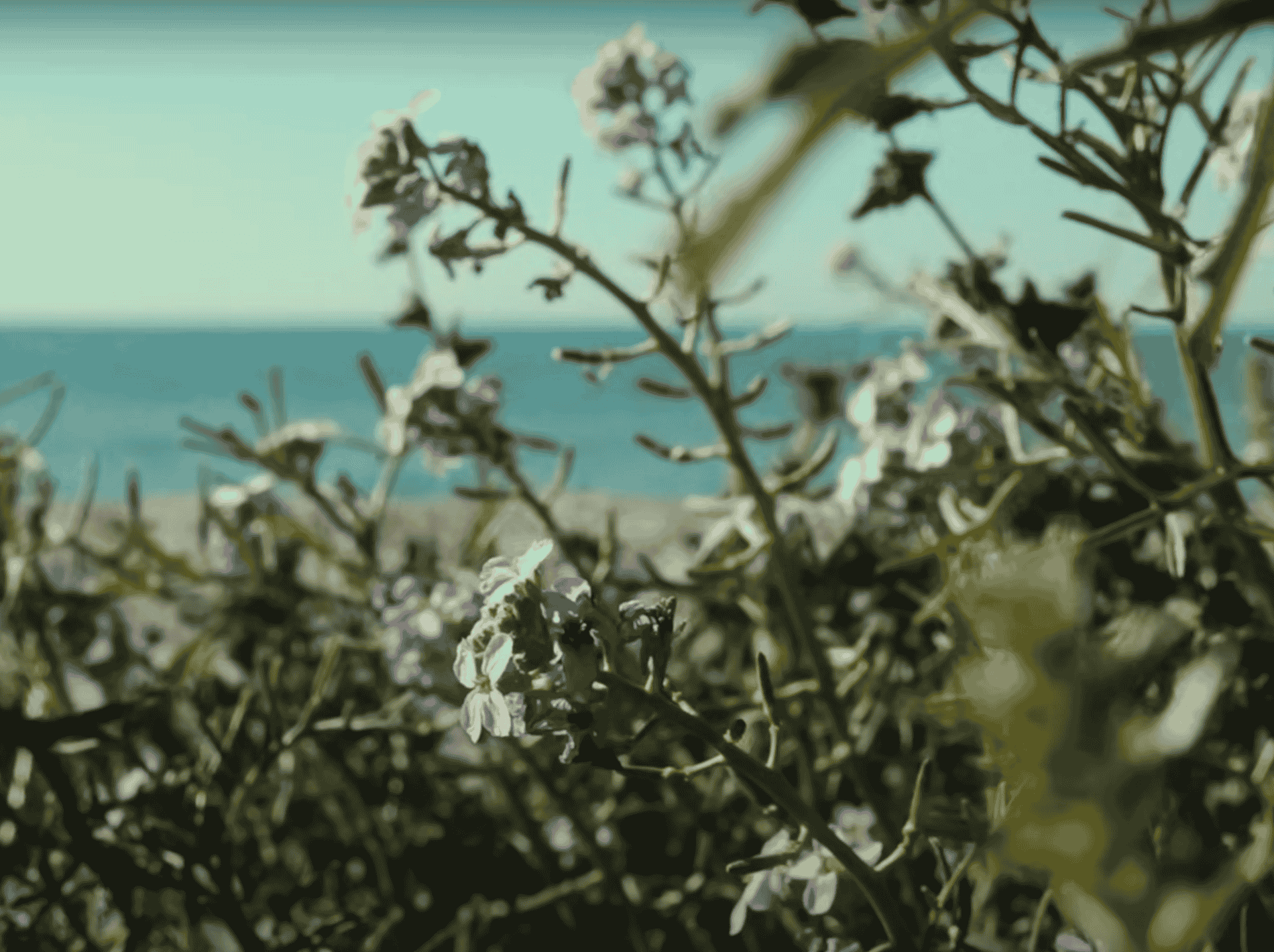 Last Observers film, a campaign for Patagonia Europe